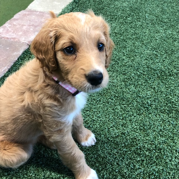 Meet your Posher, Katelin - Picture 1 of 1